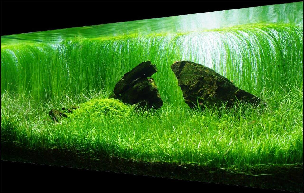 CÂY CỎ LƯỠI RẮN THỦY SINH