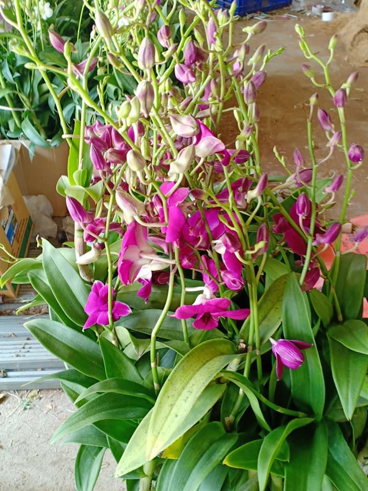 hoa lan denro đủ màu