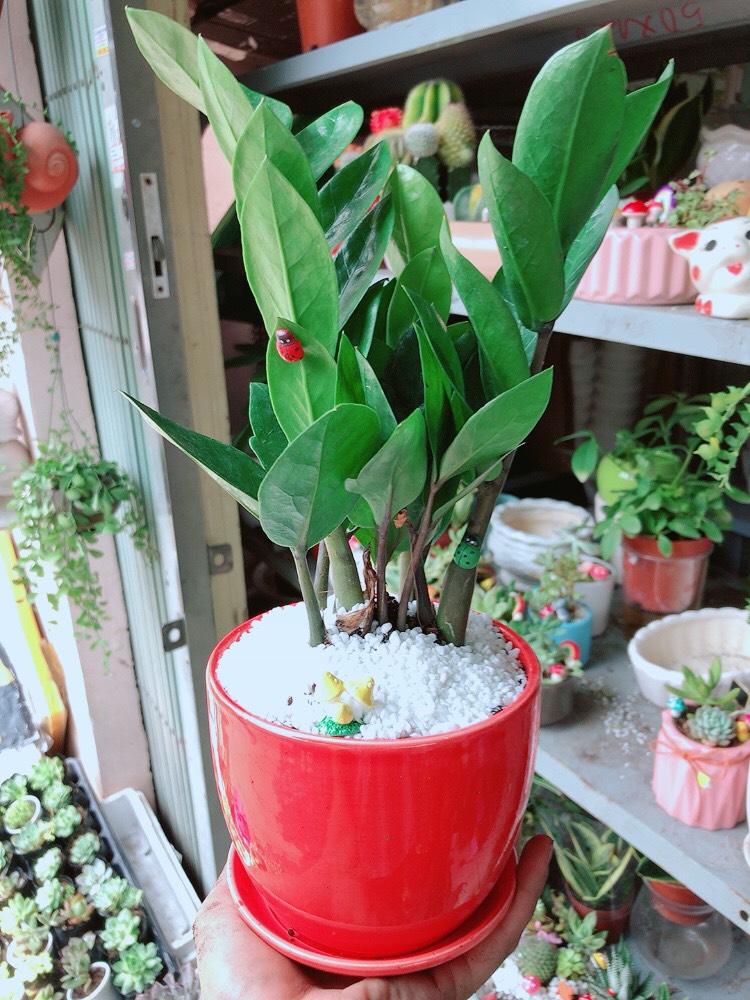 Cây kim tiền chậu đỏ