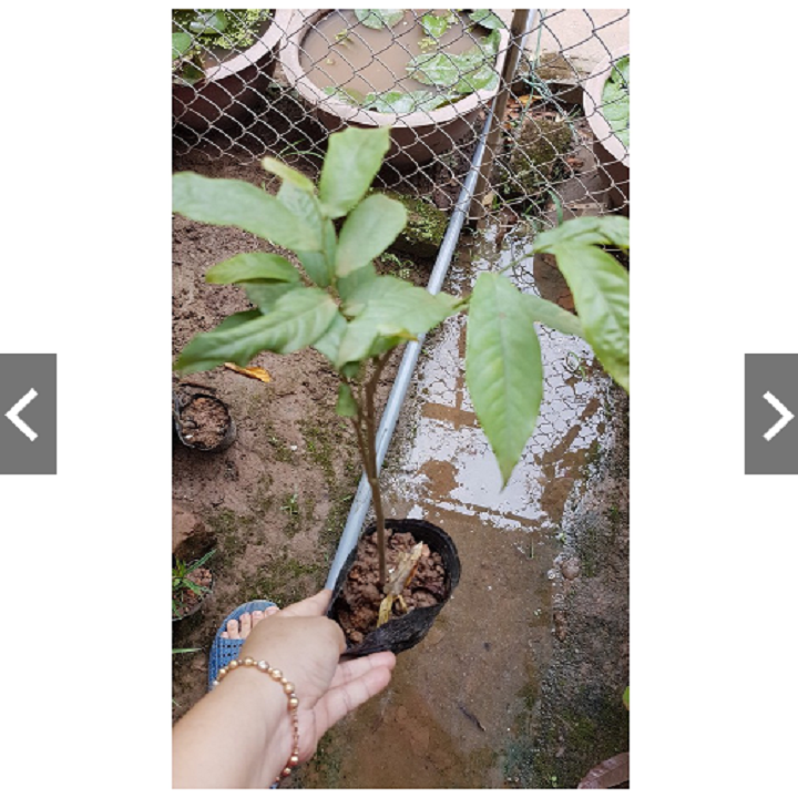 [Học Viên Nông Nghiệp I ] BẦU CÂY GIỐNG HOA DẺ THƠM