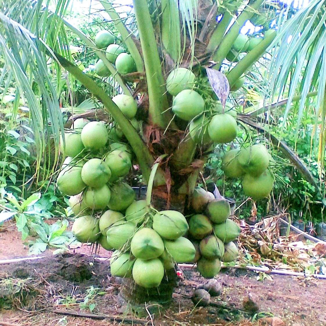CÂY DỪA XIÊM LÙN