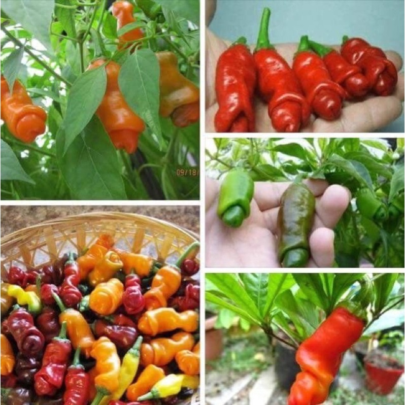 #Hạt_giống_ớt_cu_tý_siêu_quả (tặng kèm phân bón và thuốc kích mầm)