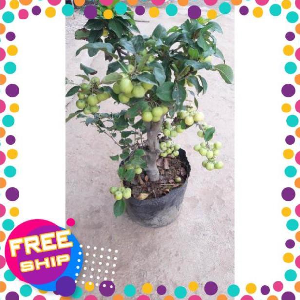 Cây táo xanh bonsai sẵn quả như hình