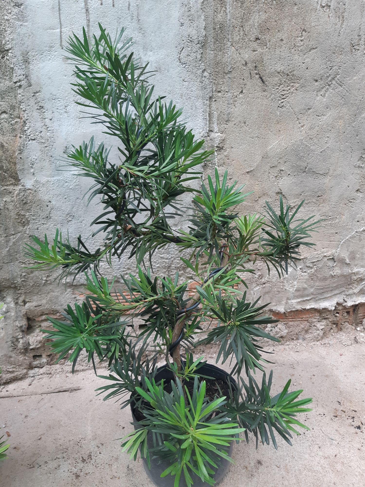 tùng la hán bonsai 60-70cm