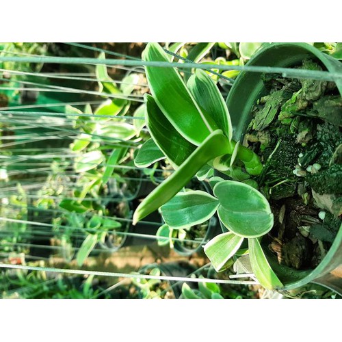 Lan Dendro đột biến lá chớp
