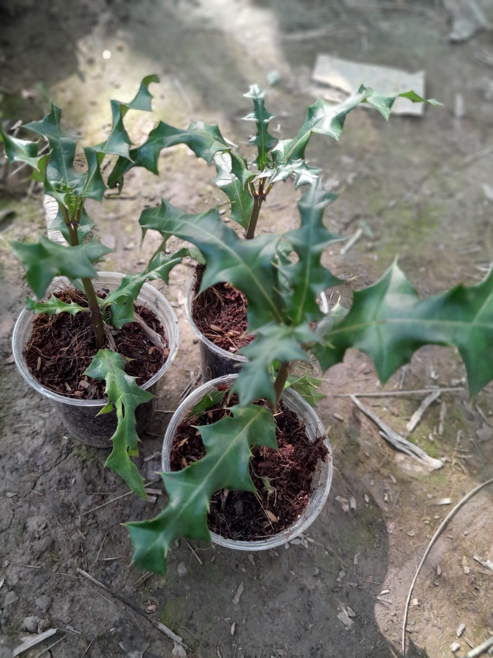 Cây Ô Rô giống, dùng làm dược liệu ( ô rô gai, ô rô hoa nhỏ, sơn ngưu bàng, cây ắc ó)