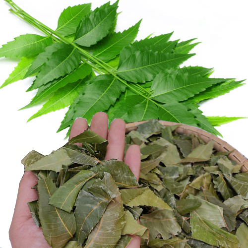 [Túi lớn loại 500gram] Lá neem ấn độ sấy khô 500g - Thảo Dược Tấn Phát
