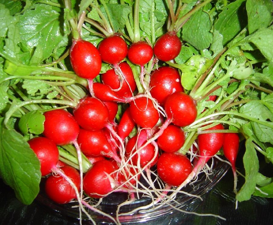 Hạt giống củ cải đỏ mini ( củ cải đỏ tí hon ) - gói 5gram