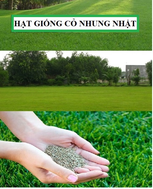 Túi 100 Hạt giống hoa Cỏ nhung nhật - VTNT