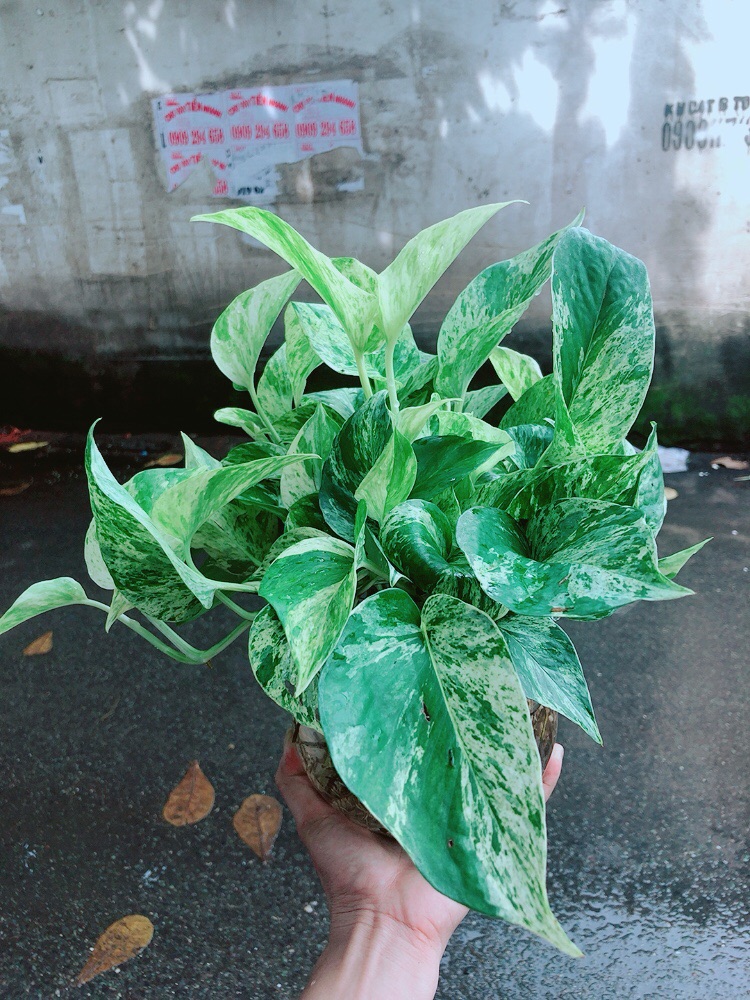 Chậu Trầu Bà Sữa Trồng Thuỷ Sinh
