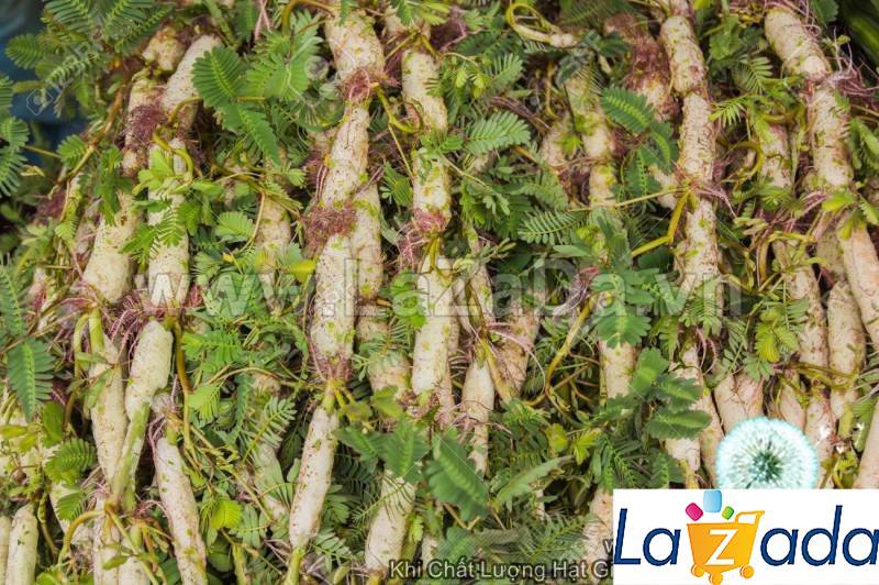 100GR 9K.HẠT Hạt Giống Rau Nhút Rau Rút Dút (| G11*X57)
