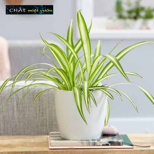 Cỏ mẫu tử giống - cỏ lan chi giống (viền xanh gân trắng)