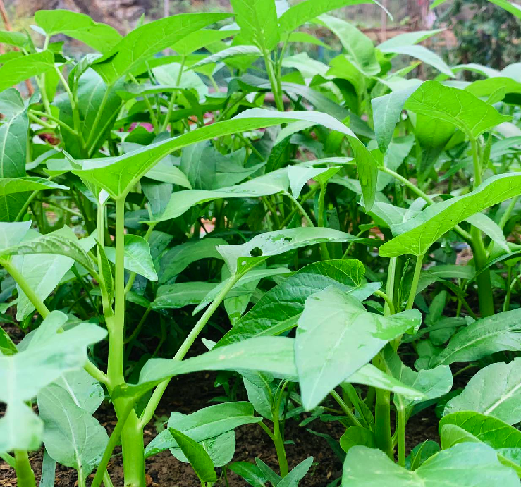 Gói 25 gram hạt giống rau muống siêu ngọn Thái