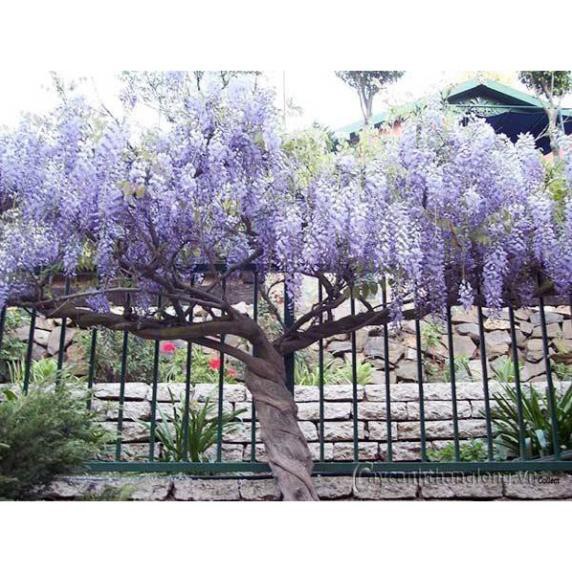 Cây giống hoa tử đằng thân gỗ nguyên bầu siêu đẹp, siêu hoa, cam kết giống chuẩn tặng 2 cây chè xanh