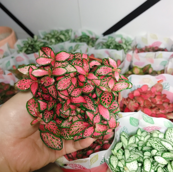 COMBO TIỂU CẢNH LÁ CẨM NHUNG + CHẬU SỨ
