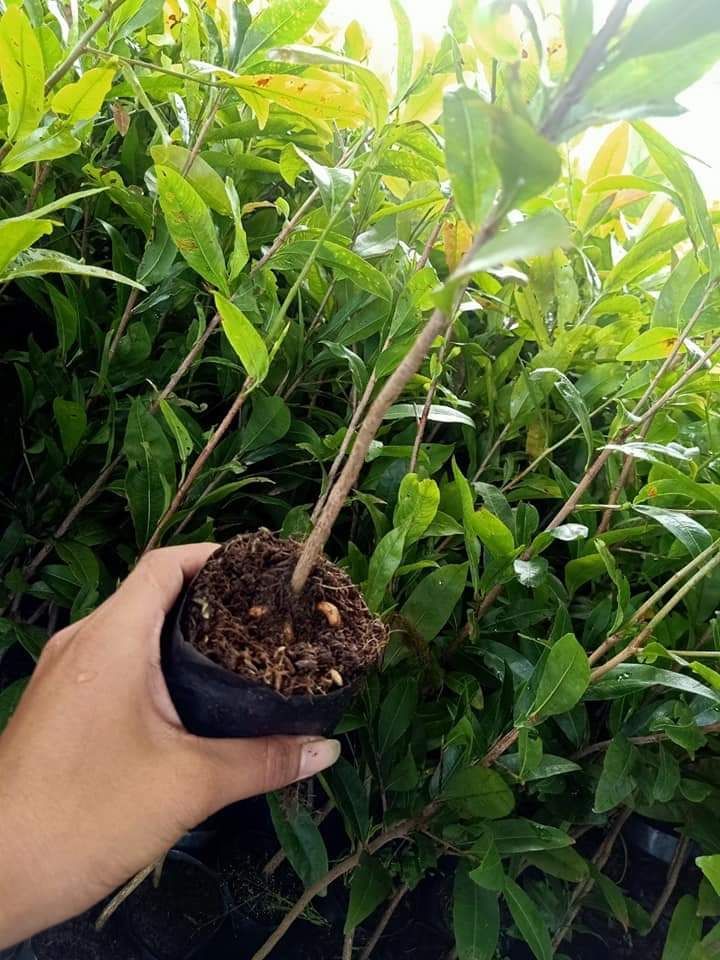 Mai Giảo Thủ Đức Cây Giống