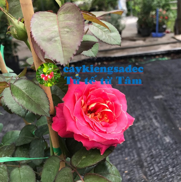 Hồng hai da+ tặng phân bón cho cây khỏe
