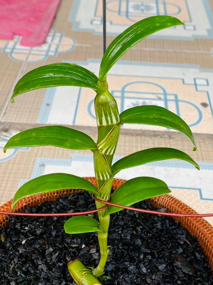 Hoa phong lan phi điệp - 6 mắt thái bình