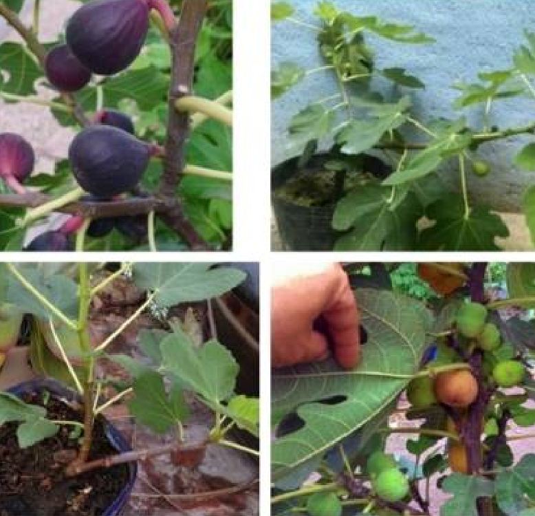 Hạt giống Sung ngọt Mỹ - gói 10 hạt