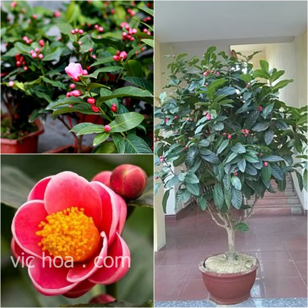 GIỐNG CÂY HOA  HẢI ĐƯỜNG