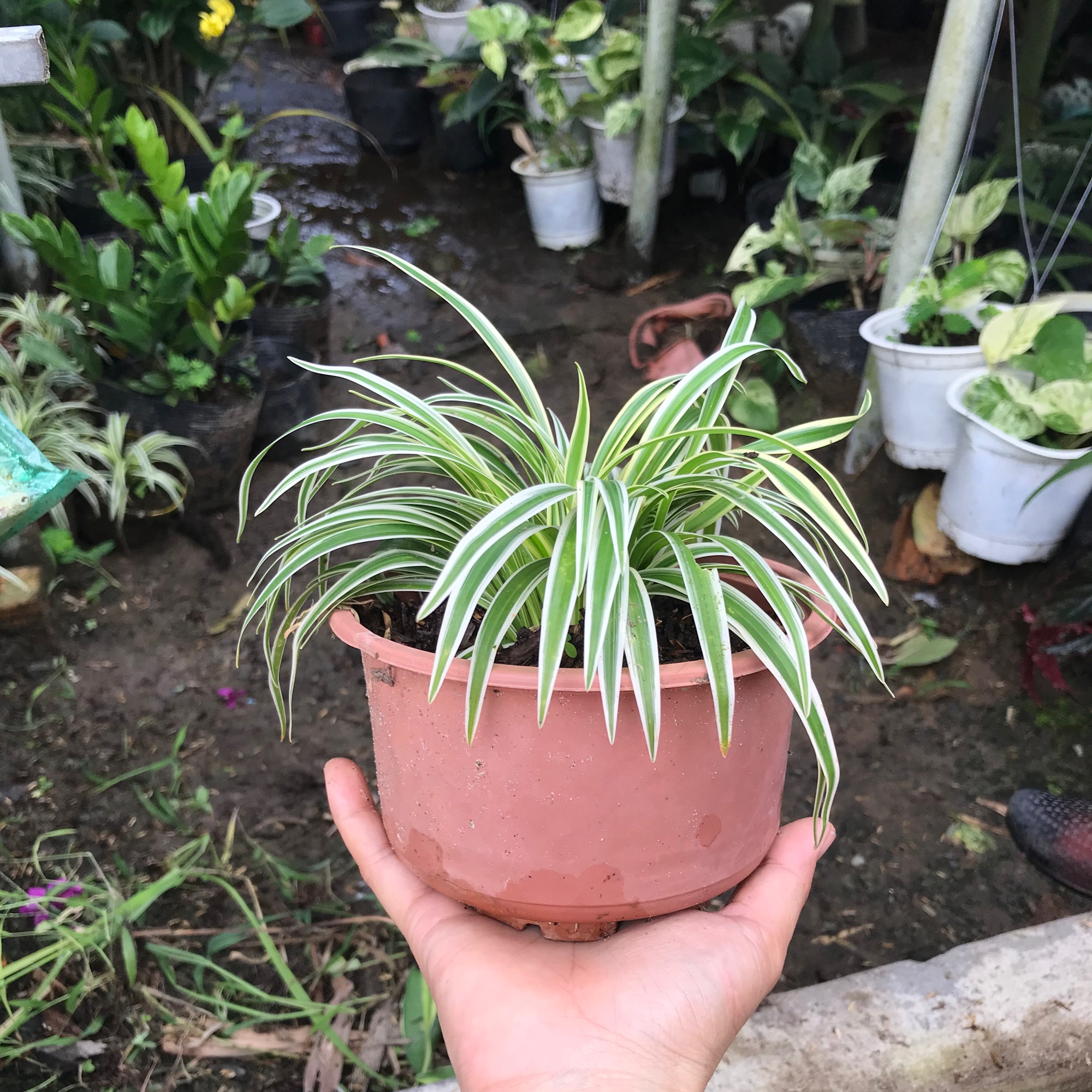 Lan chi Mỹ + tặng phân bón cho cây mau lớn
