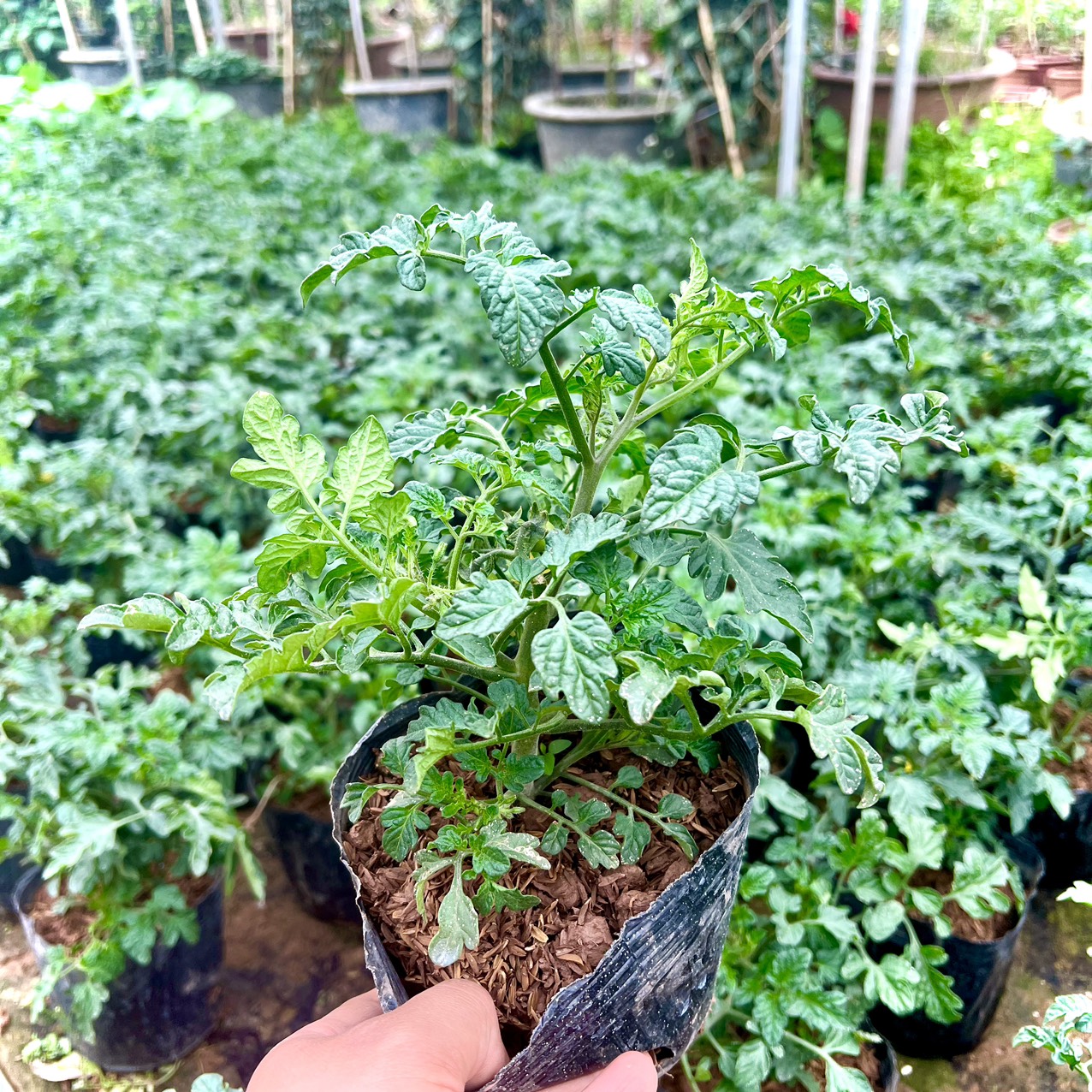 Cây cà chua lùn siêu quả (ảnh thật số2)