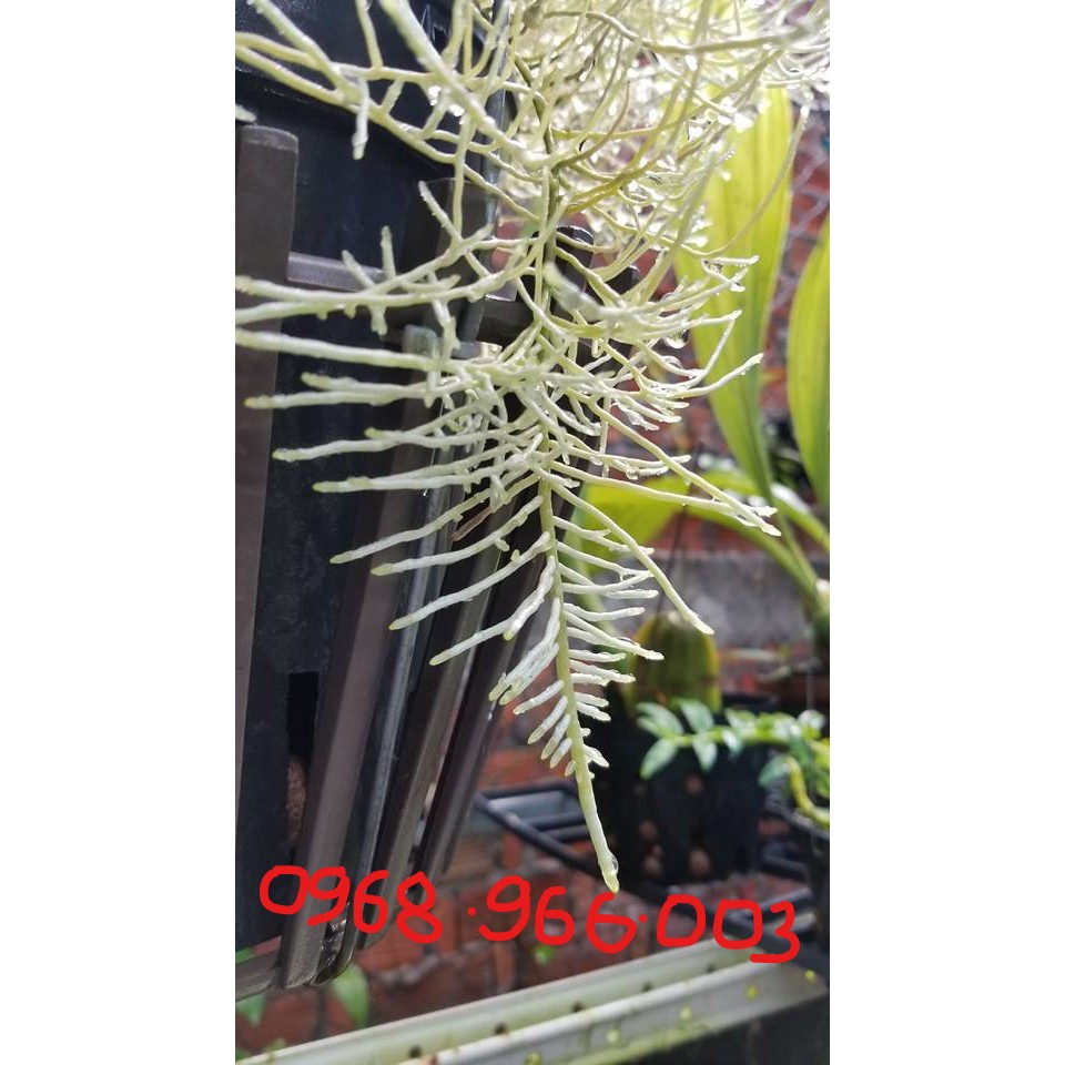 { } Siêu kích rễ VMC