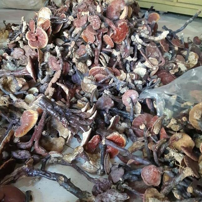 1kg cây gắm khô