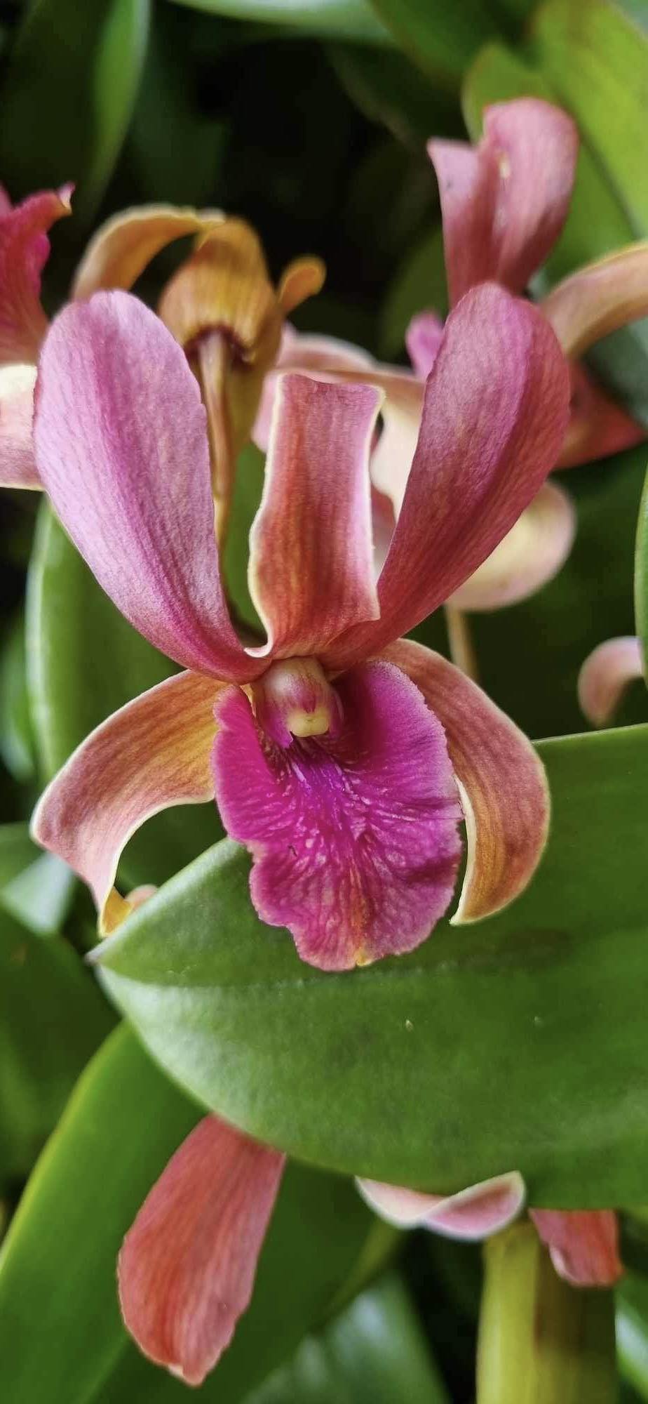 HOA LAN BÒ ĐỎ