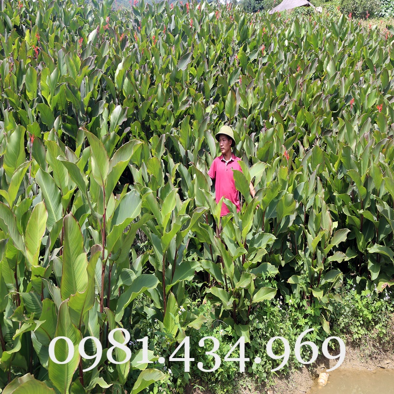Củ dong miến chuẩn làm giống, luộc ăn ngon 01kg xinh