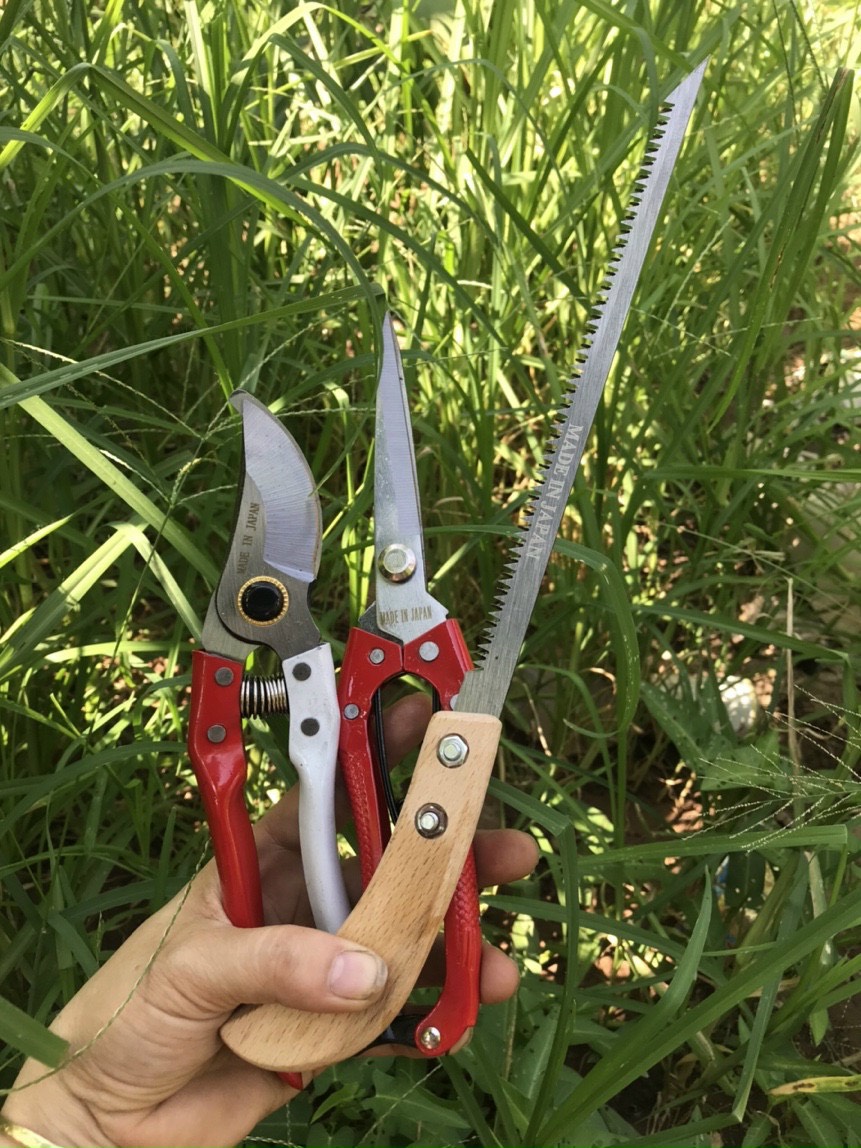 Combo cưa kéo cắt cành cây cảnh, bonsai