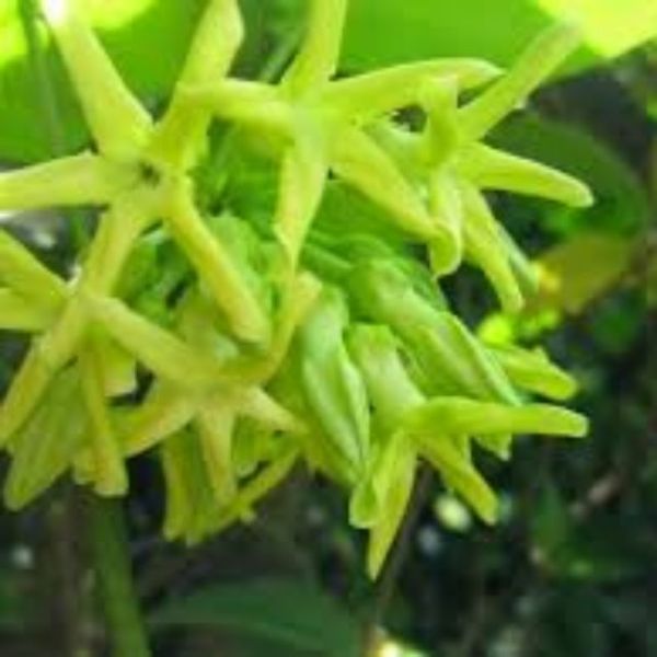 Cây thiên lý