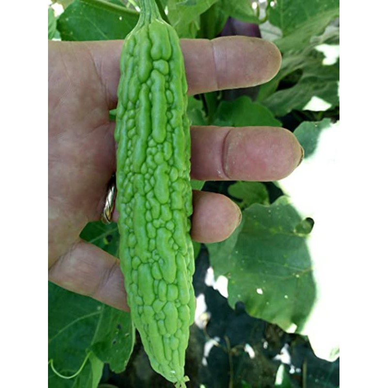 Hạt Giống Mướp Đắng Cao Sản Thái Lan - 10 Hạt