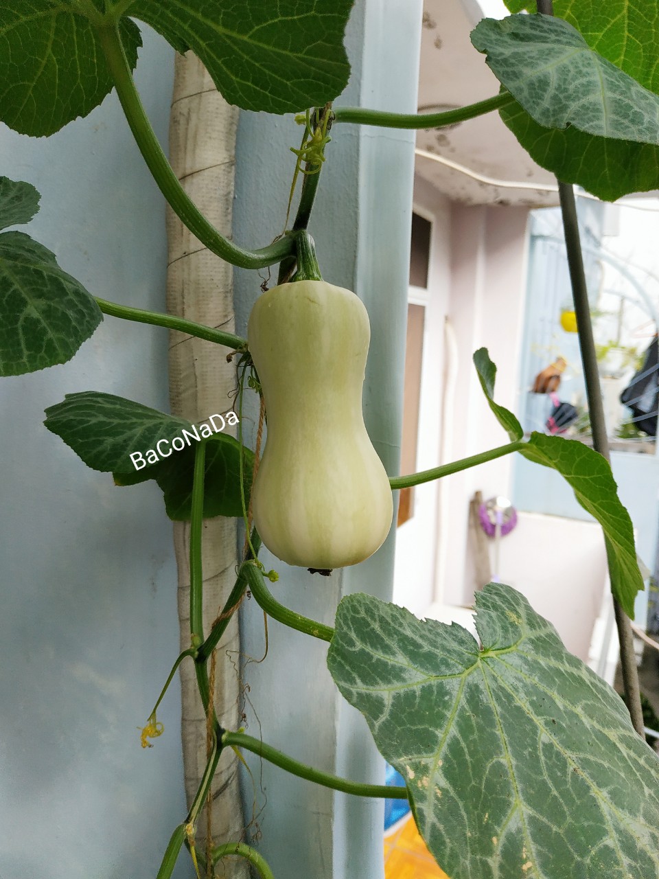 Hạt giống Bí Ngô Mỹ da vàng (Bí bơ)
