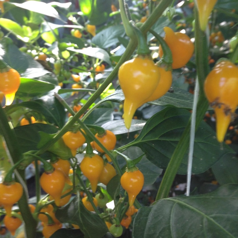 Hạt giống Ớt Mỏ Chim Vàng (Biquinho Yellow) - 10 hạt Nhập khẩu Mỹ