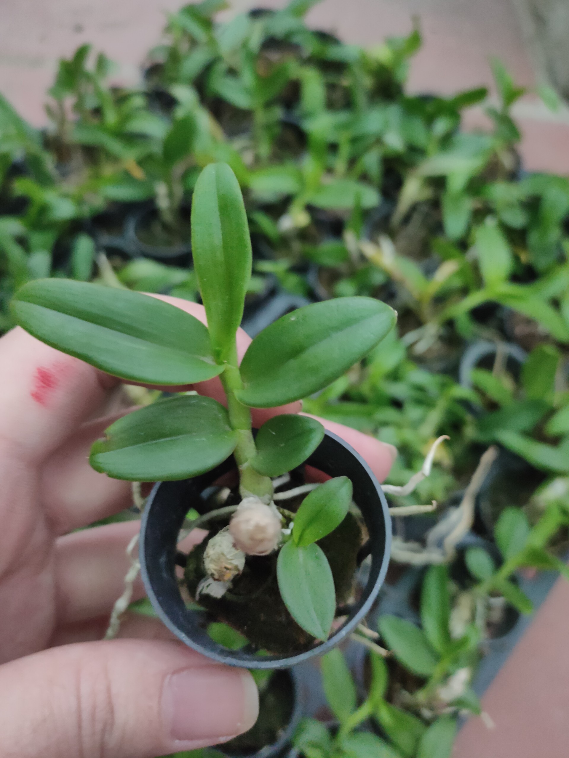Phi điệp 5ct mắt nai hòa bình