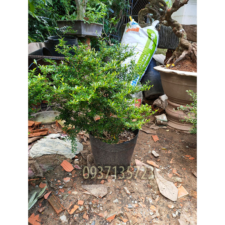 [HCM]CÂY LINH SAM CAO TỪ 25-40 CM