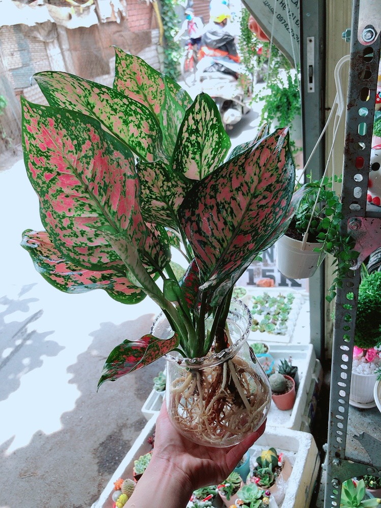 Cây Vạn Lộc Thủy Sinh