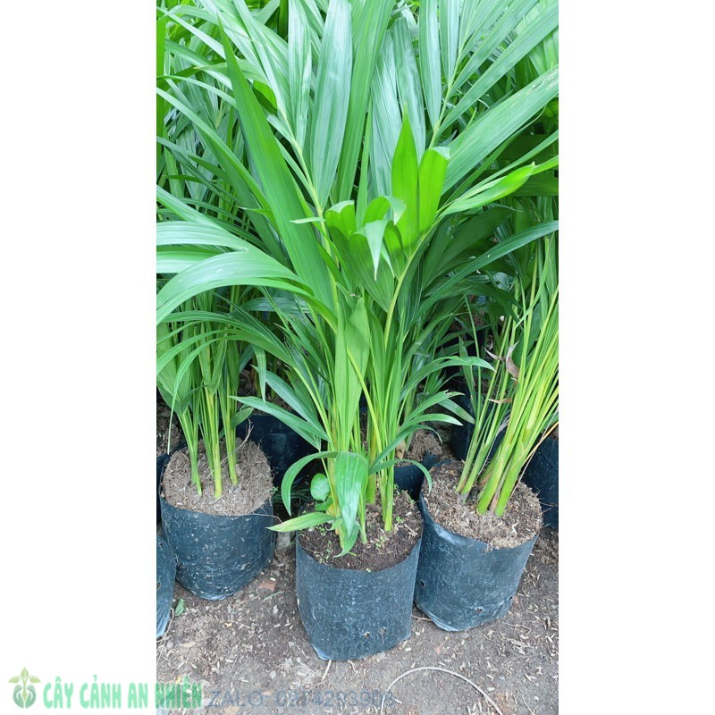 Cây cau vàng cao 60-70cm