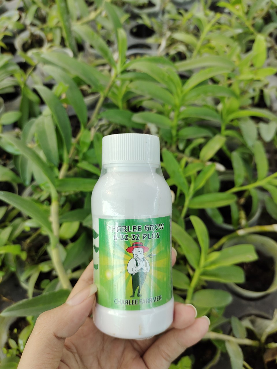 Phân bón lá hữu cơ Charlee Grow 6-32-32