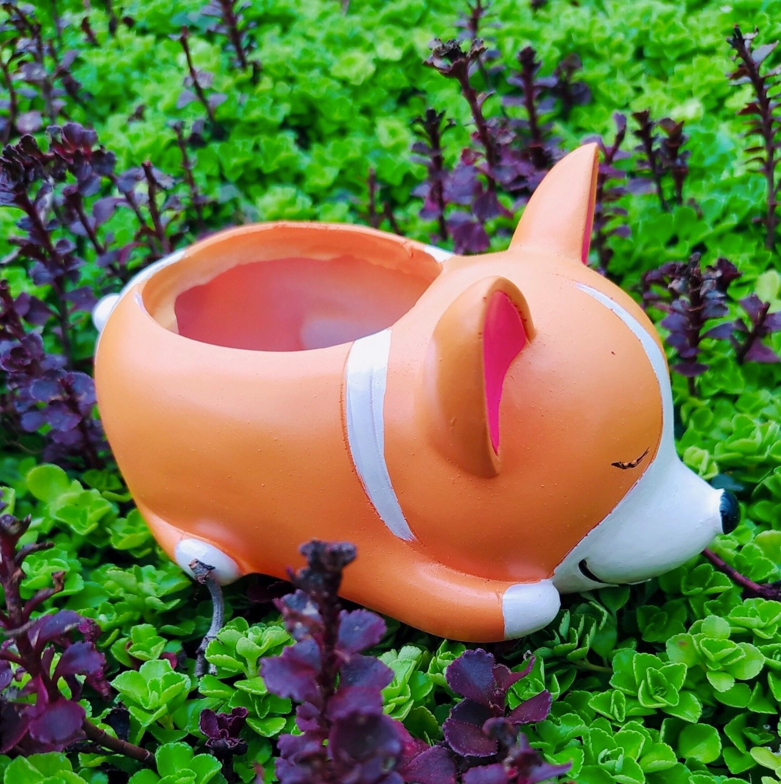 CHẬU THÚ CORGY SIÊU CUTE