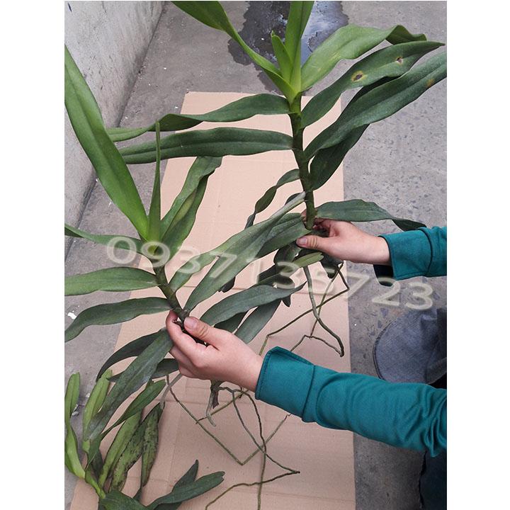 [HCM]cây lan ngọc điểm lai
