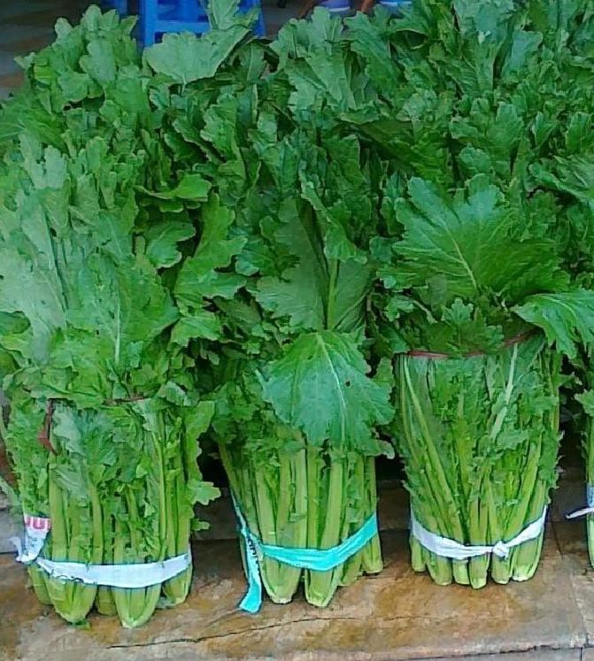 Hạt giống rau cải mèo - gói 20gram