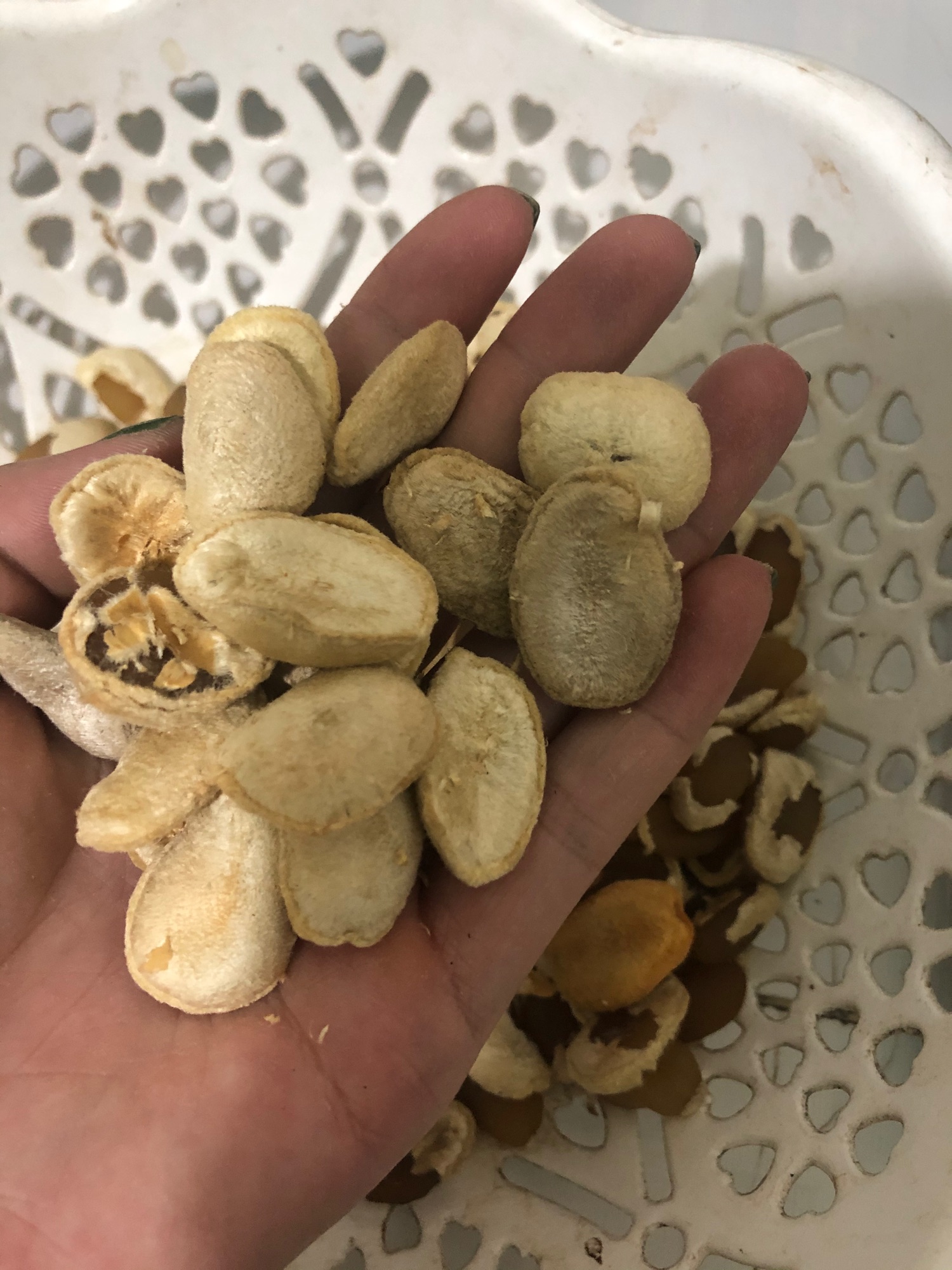 Combo 10 hạt sang ( sành)  rừng 100k