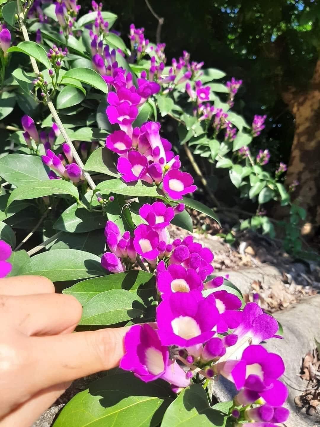 Cây giống hoa lan tỏi(1 bầu)