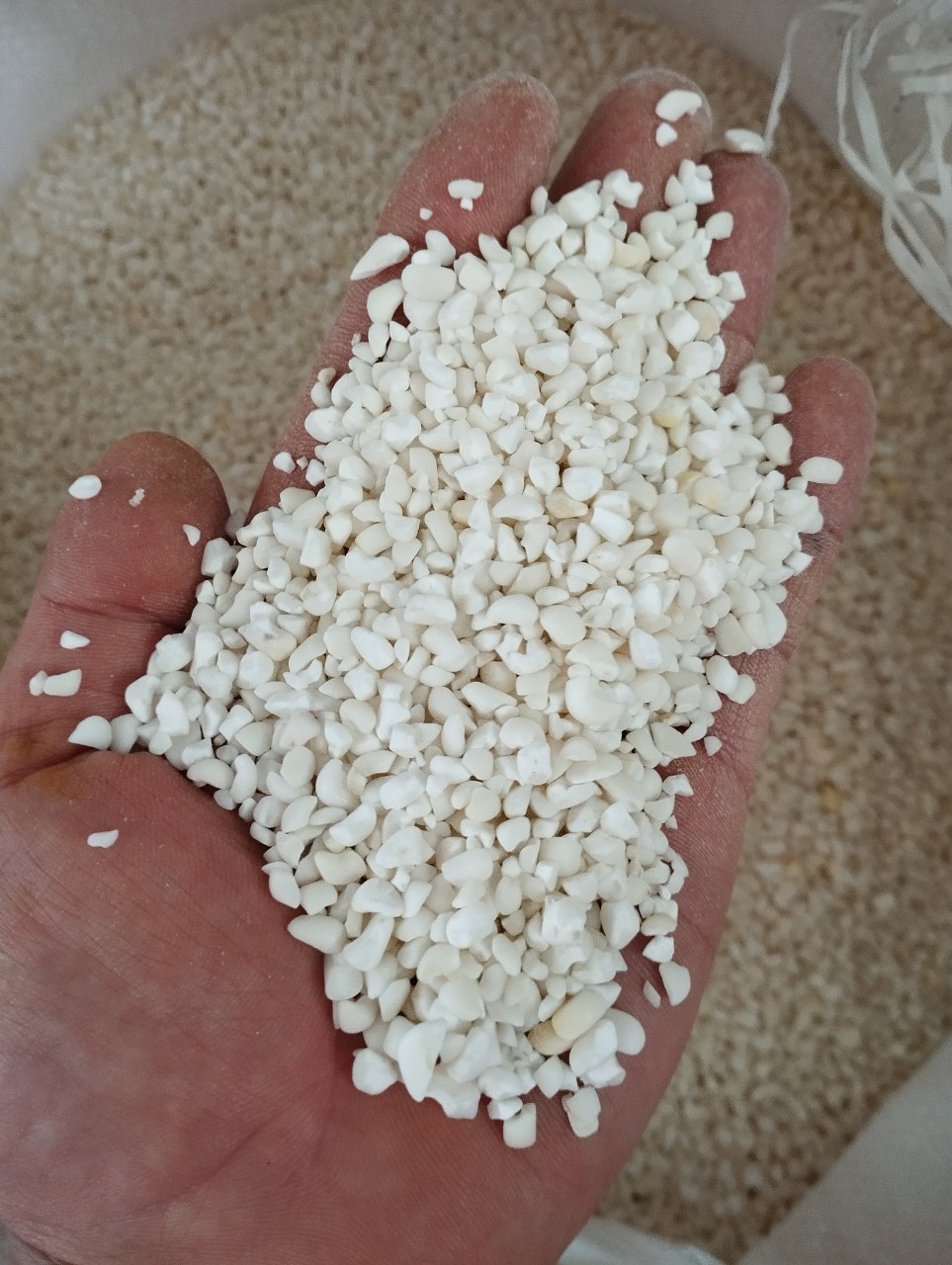 1Kg Bắp Nếp Hạt Bể Khô Làm Xôi Bắp , bắp hầm, bắp giã, sữa bắp nếp, chè bắp nếp Thơm Ngon 🌽 Nongsangiasi.com