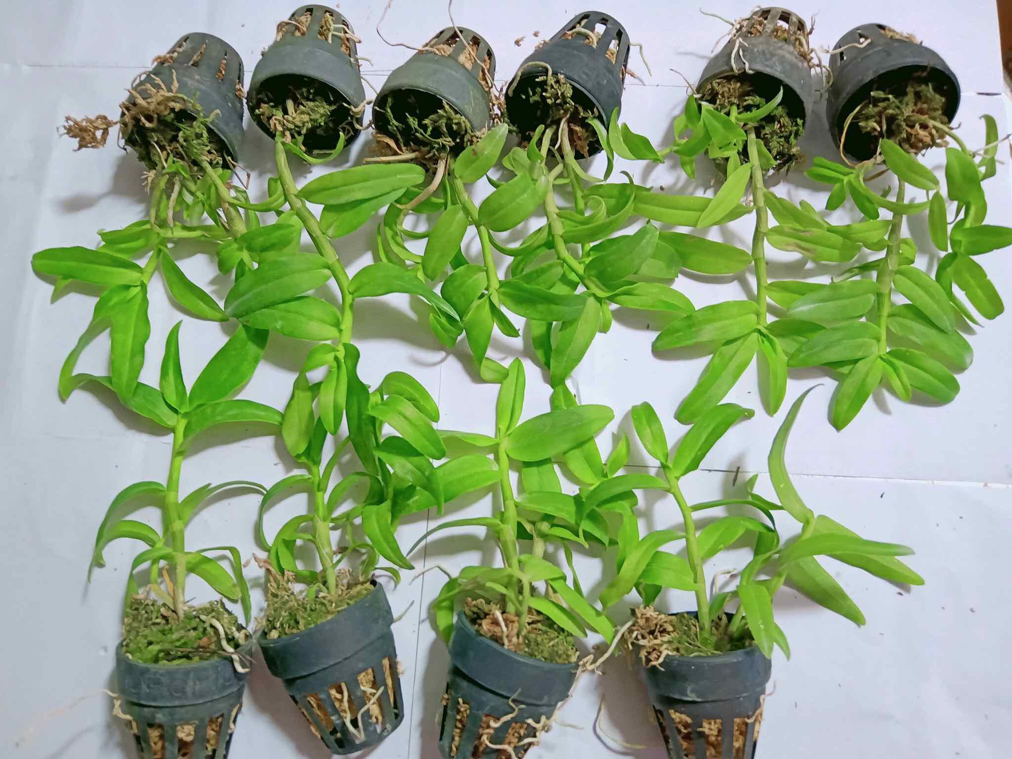 Lan Phi Điệp 5 CT Phú Thọ Cây 7CM
