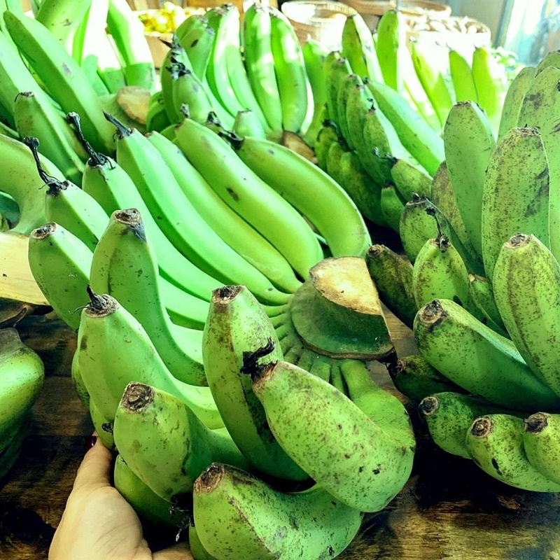 Chuối giống già LaBa (tên Khoa học Musaceae)