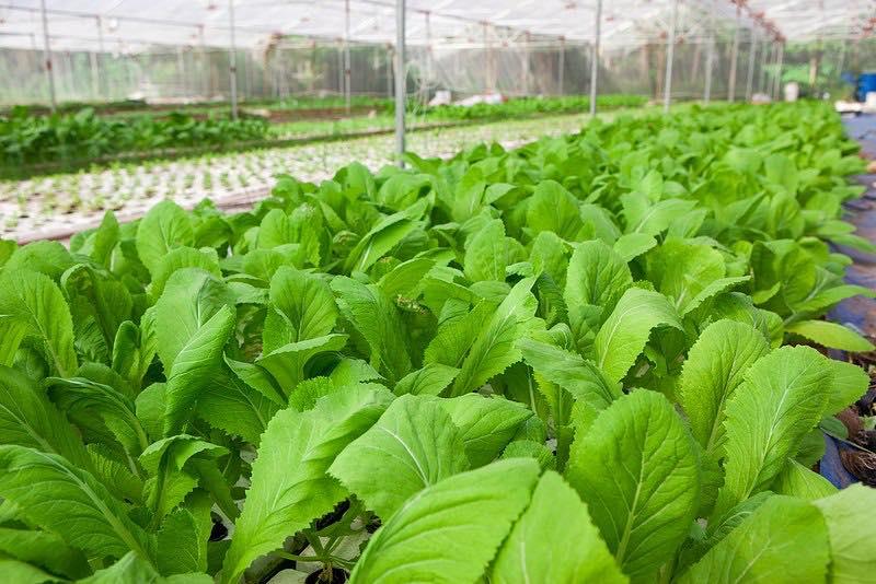 [HCM]Hạt Giống Cải Bẹ Xanh Mỡ