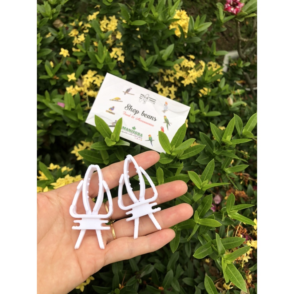 Kẹp nang mực có cần đậu đứng cho chim
